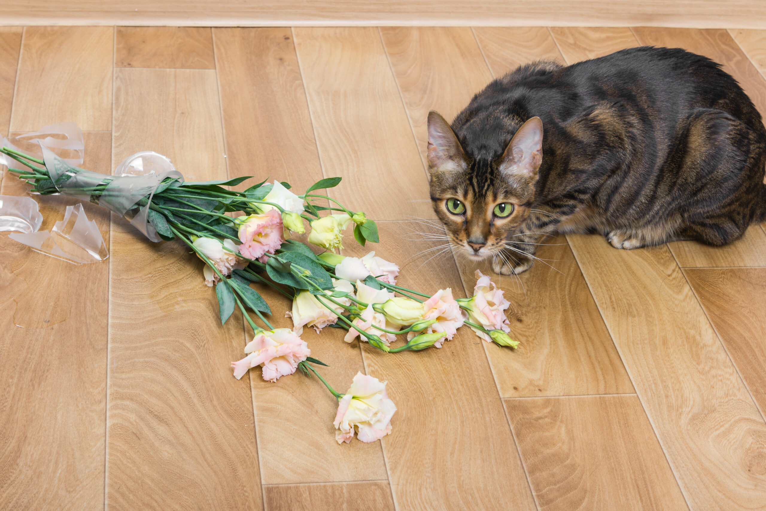 Kodukindlustus korteriühistus - kass on lillevaasi parketile puruks ajanud
